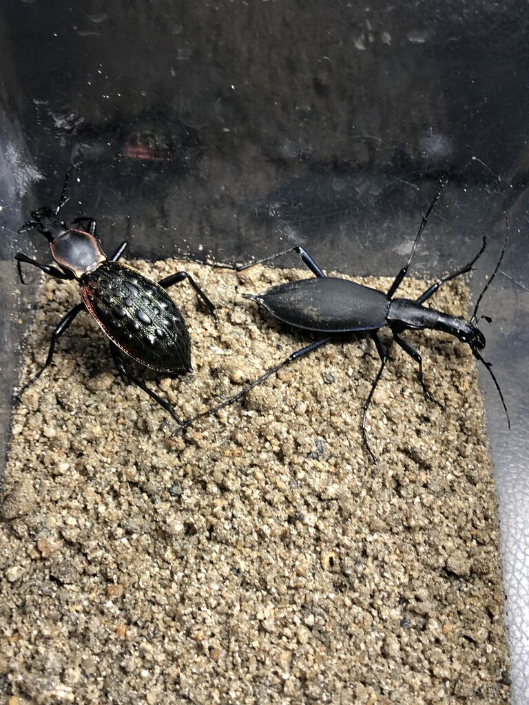 カブリモドキ 飼育交雑個体② カブリモドキに挑戦する皆様へ | ホペイ