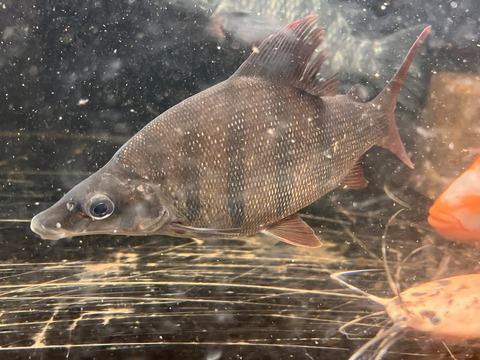 46E17DB1-C346-4D50-BC48-C63F2161D839