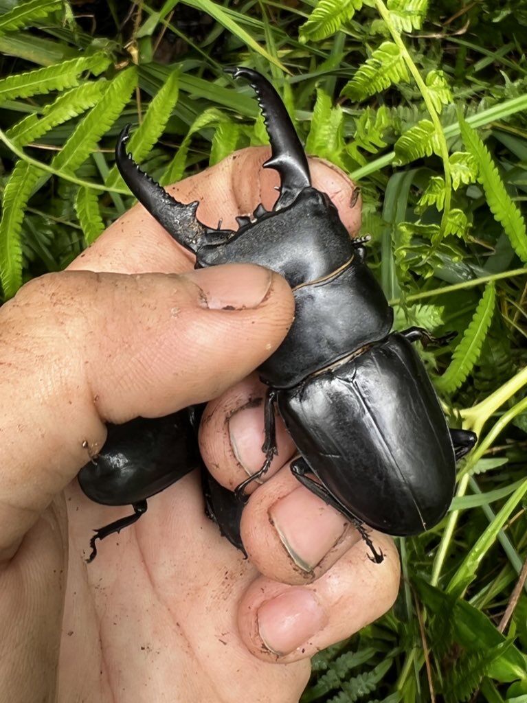 ツシマヒラタ 自己採ライン : 牡牛屋