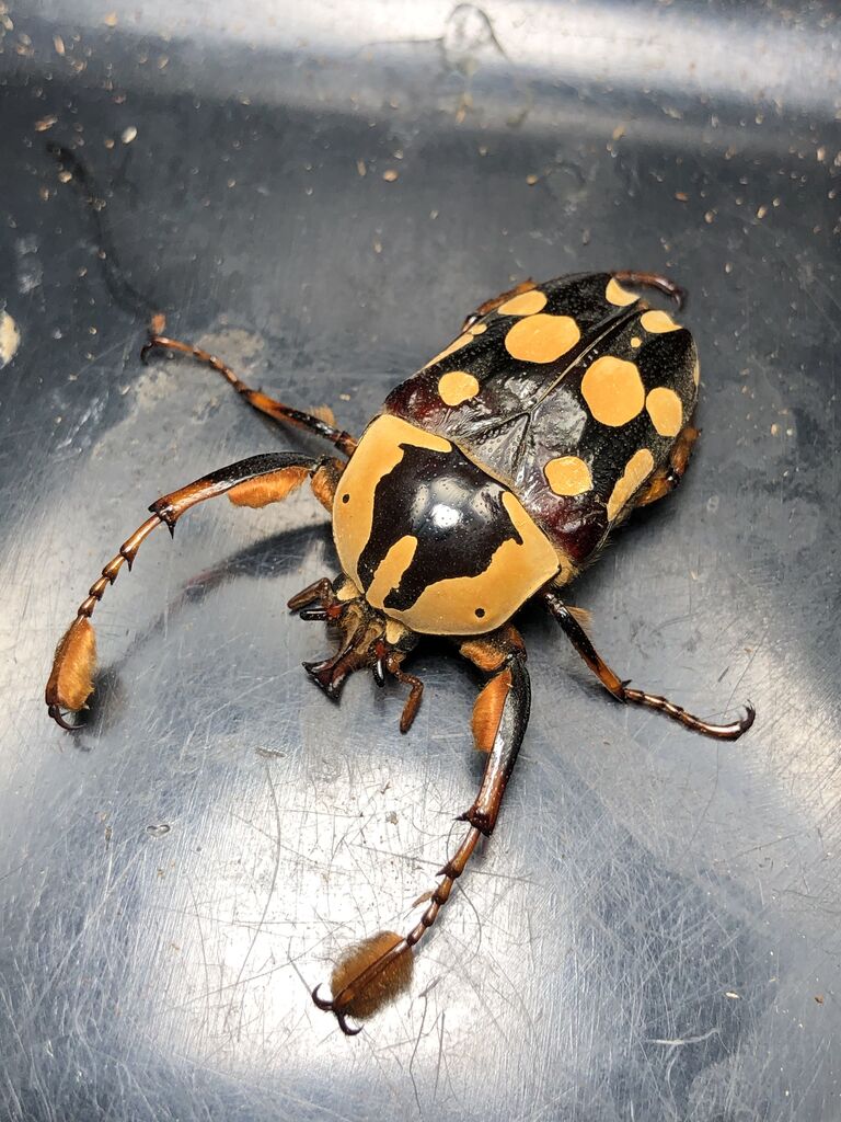 ケアシツノカナブンの飼育 : 牡牛屋