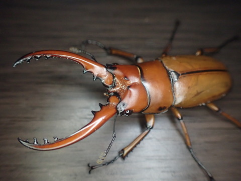 カスタネウスノコギリ(原名亜種) インド ウエストベンガル州 