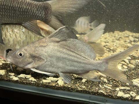 47AC9D0A-AF67-4B30-B6A3-4ACC5E7530A5