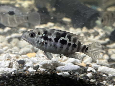 1C6D6793-D862-4AF8-B39A-7B247AF00E16