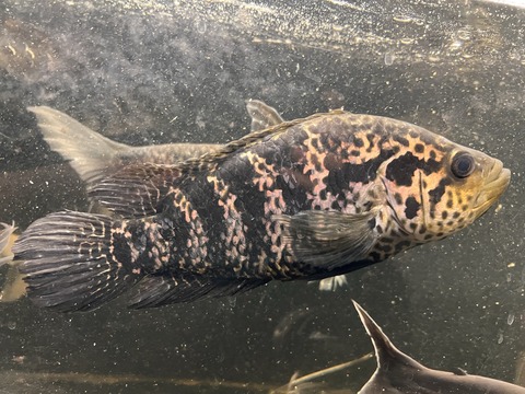 98F694A1-FD21-4B19-B7C3-BC82DFE140B6