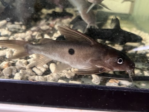 BD7972EF-D69A-4937-91D1-4862255166C9