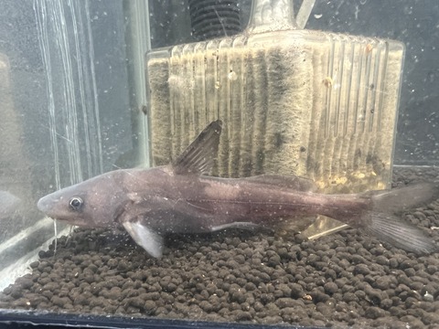 A0CD66C4-C3F4-43E2-9005-A022601B3142