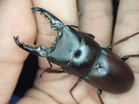 39ED530E-C491-4117-9418-B134CC5659E8