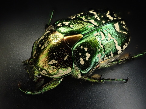 52F54B7C-8780-4E1E-A2A1-F31622E0D7CA