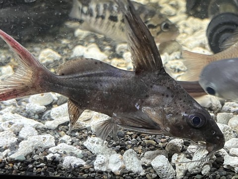 69B8985F-6294-4C0A-9024-FABE10292311