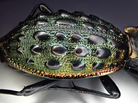 23CF6552-A3AE-431D-8681-C44D7464A16D