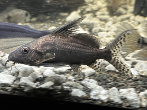 37FAC4C9-35D2-46D3-9984-D8D211FB4009