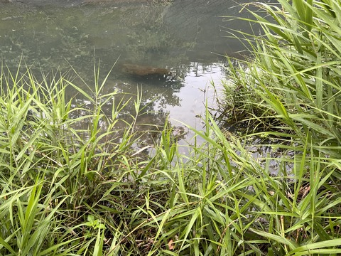 4A050D81-989B-4D6B-A1D6-4DD139F67B23