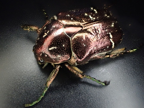 D5C23BE5-0C1D-4DA1-A7BC-522BE0BE89DC