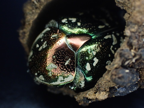 E8E0A362-5533-47BC-8290-CC5A31CC3AA8