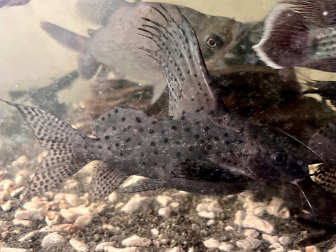 B372D3C5-76D2-45AF-AD97-39D931E6049C