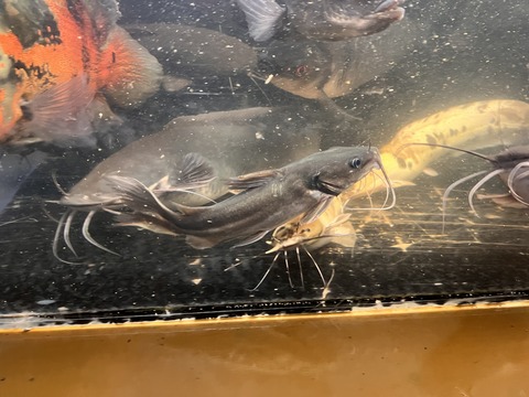 AFE6E94B-FC99-4317-BBB8-51018D4EAFBC