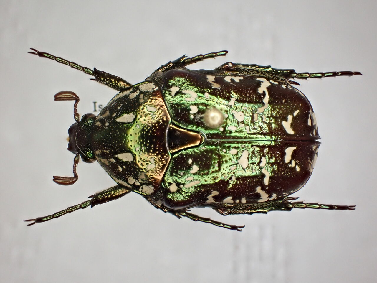 イシガキシロテンハナムグリの飼育 牡牛屋 イシガキシロテンハナムグリの飼育 牡牛屋