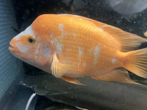 63D13786-DC60-46E9-92DD-47FEF6C22251