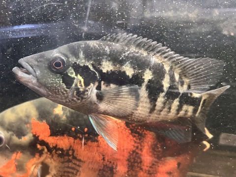 209B0A1A-64DE-4354-999B-1582117F83C1