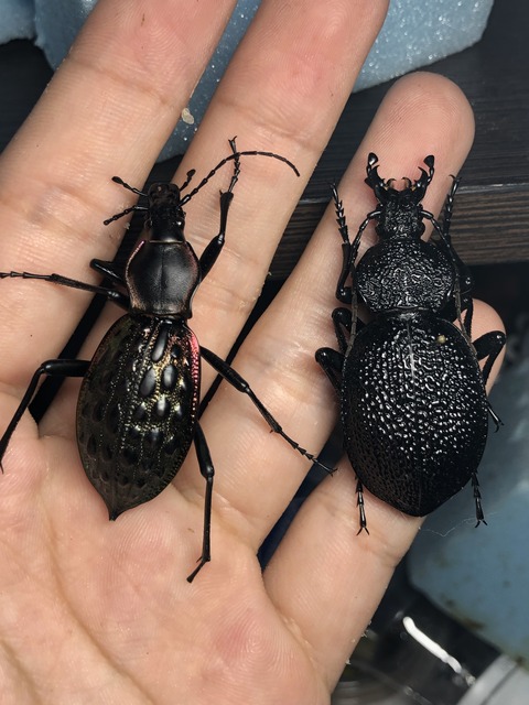 C8173660-741E-4FD1-BA69-D237065E3011