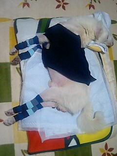 レッグウォーマー 老犬だいちゃん介護生活