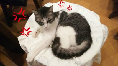 BlogPaint
