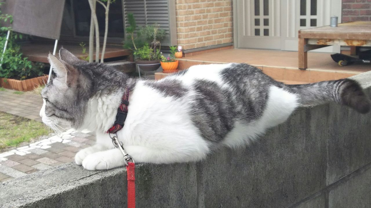 Dori Ichi Bii の家 思い出 Dori Ichi Bii の家 思い出