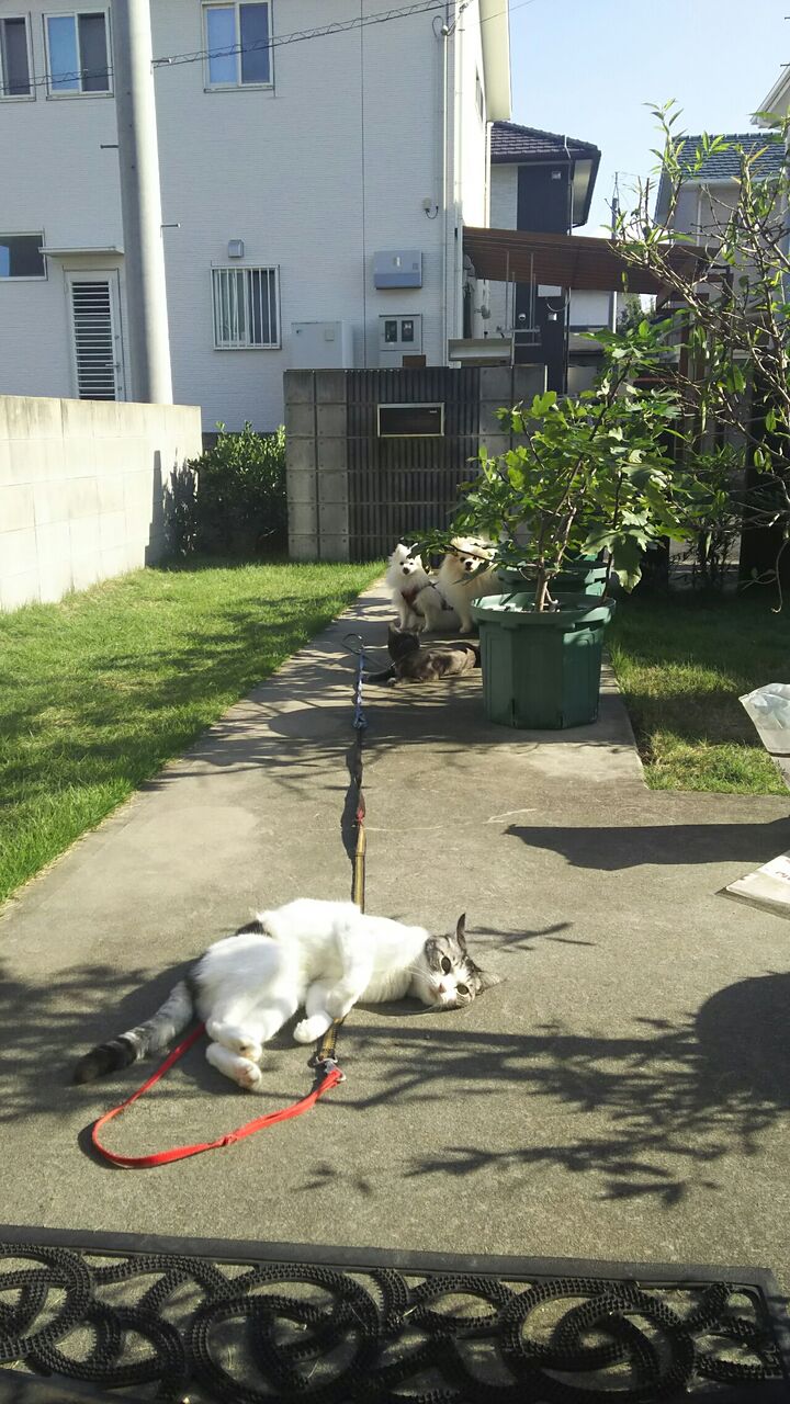 Dori Ichi Bii の家 陽射しあったか