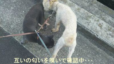 BlogPaint