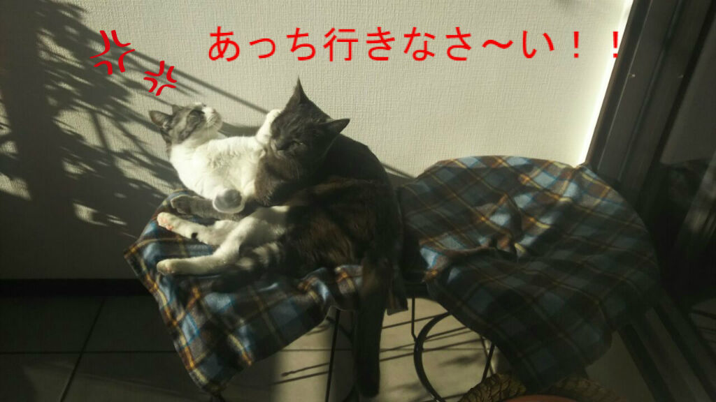 Dori・Ichi・Bii の家 🎶 : 猫ヘルペスウイルス・・・