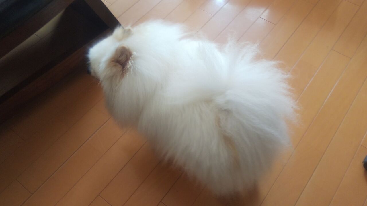 Dori Ichi Bii の家 我が家の場合 これで十分いい子 Dori Ichi Bii の家 我が家の場合 これで十分いい子