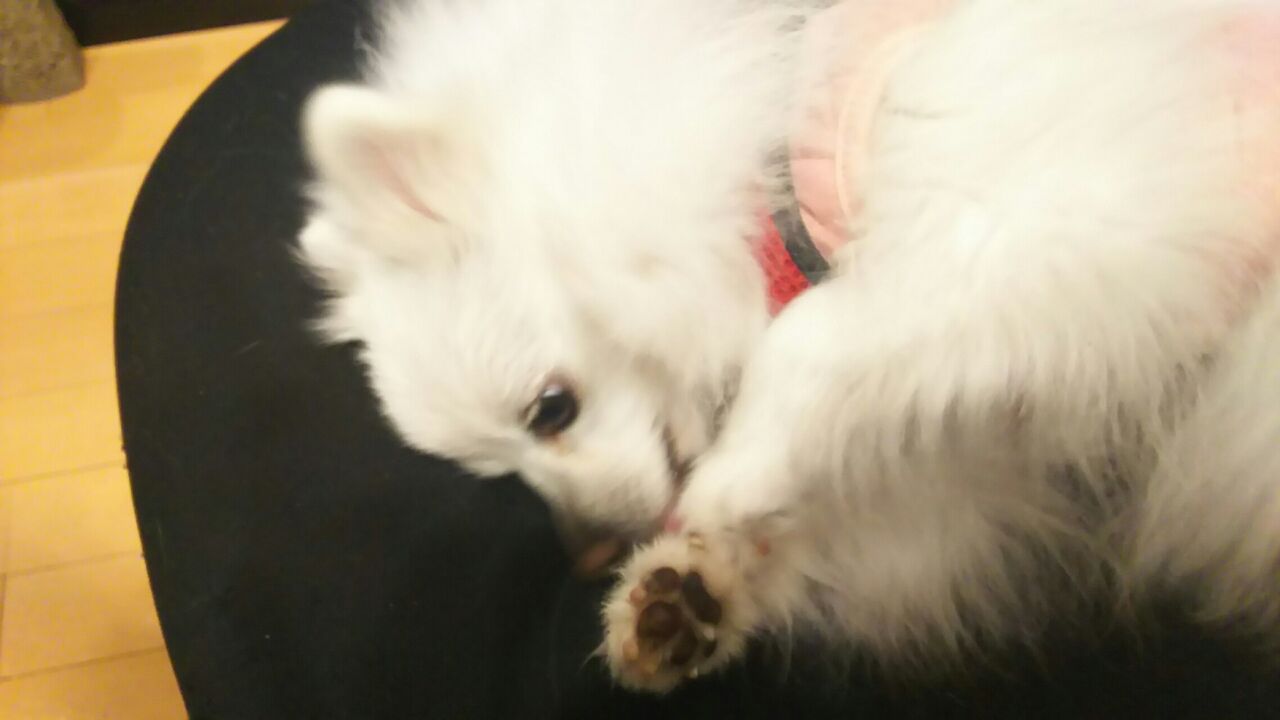Dori Ichi Bii の家 可愛いんだけどさぁ Dori Ichi Bii の家 可愛いんだけどさぁ