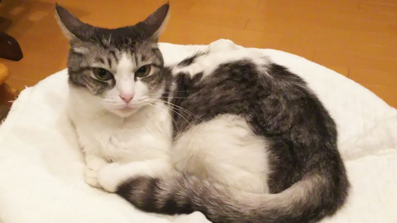 Dori・Ichi・Bii の家 🎶 : 猫の顔（続）
