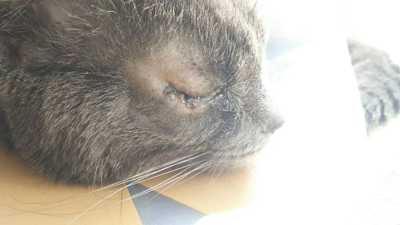 Dori Ichi Bii の家 D 見た目痛そうですが 元気です