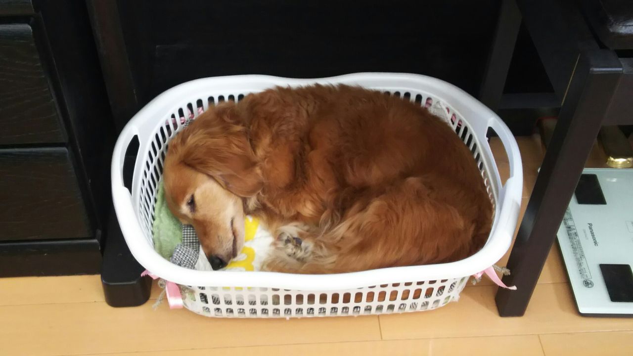 今はね 犬猫合わせて５匹 の我が家 お爺ちゃんになってきたんだね