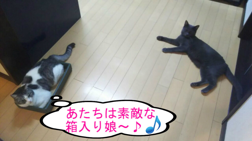 Dori Ichi Bii の家 もはや片付けられない 捨てられない Dori Ichi Bii の家 もはや片付けられない 捨てられない