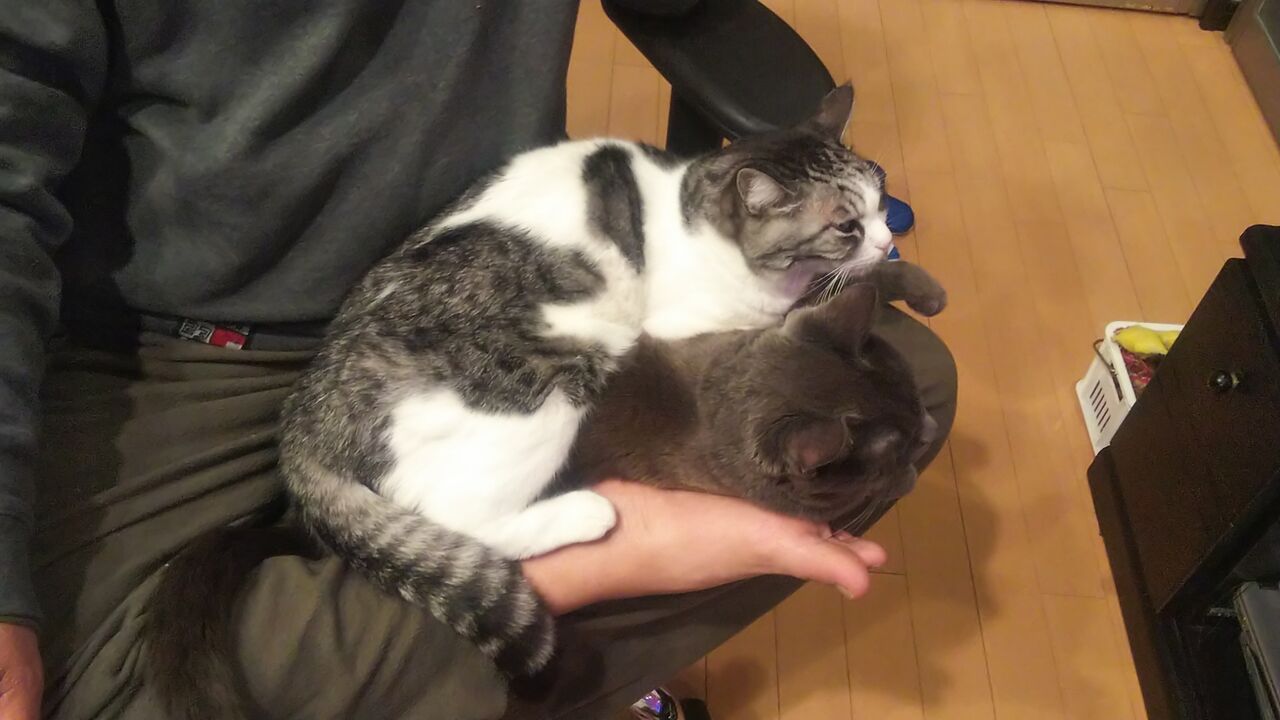 Dori Ichi Bii の家 仲良しにゃんにゃん