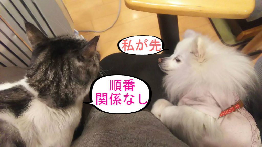 Dori Ichi Bii の家 犬と猫の会話