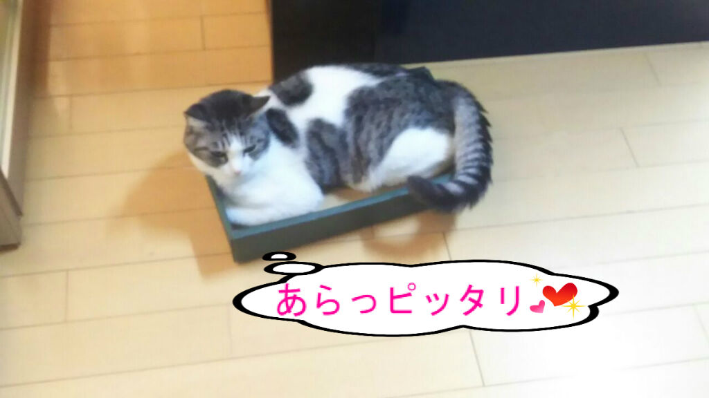 Dori Ichi Bii の家 もはや片付けられない 捨てられない Dori Ichi Bii の家 もはや片付けられない 捨てられない