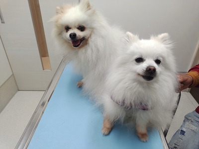 IMG_20240424_180152695