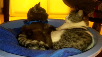 Capture_240220_201528_20240221_093243