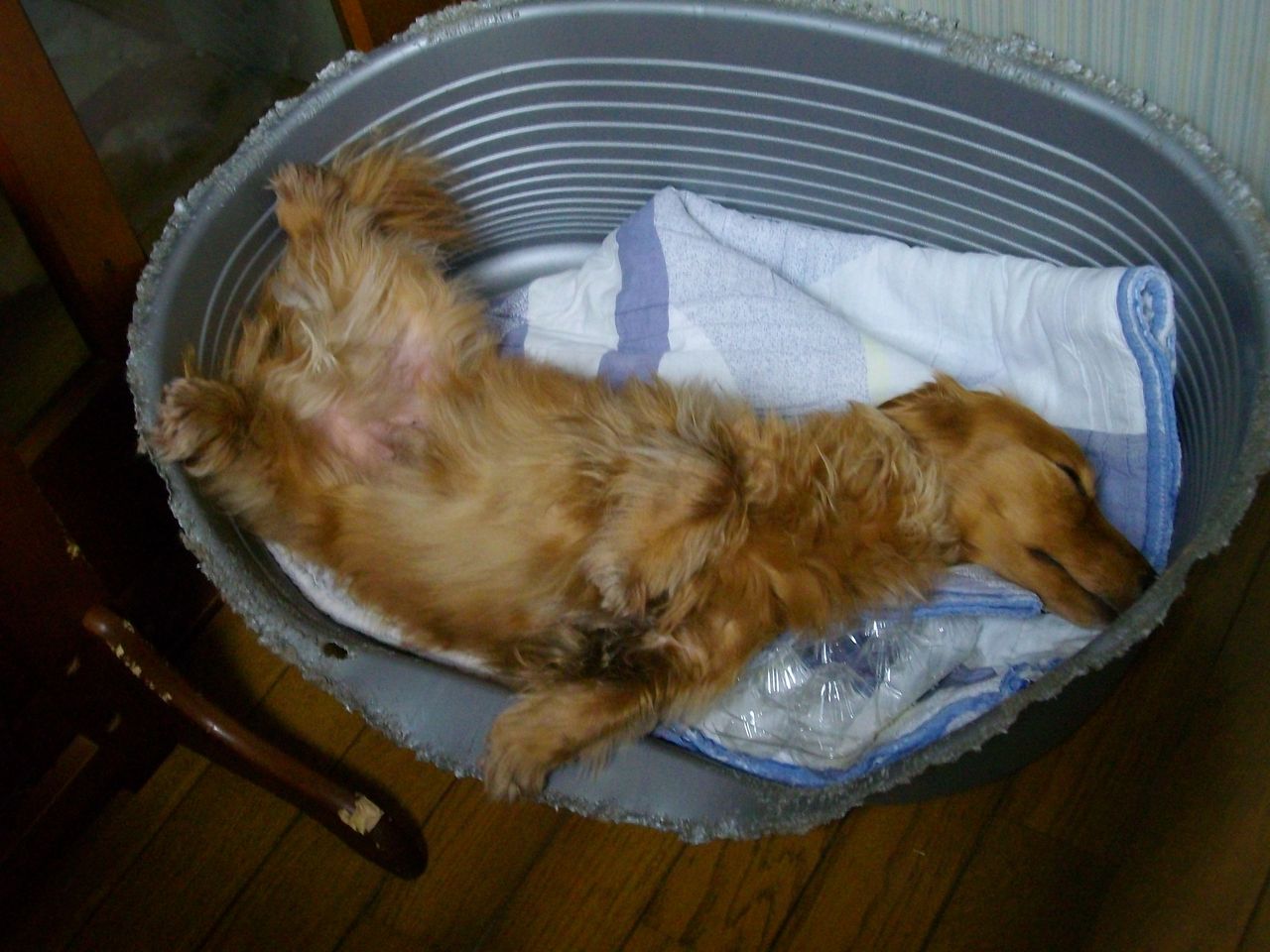 Dori Ichi Bii の家 ひゃぁ S D ゝ