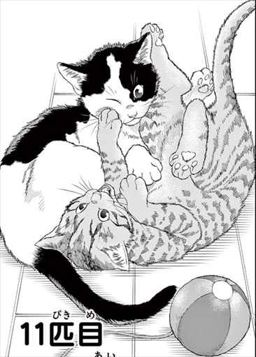 感想 漫画 ねこったけ が猫好き読者におすすめか考察してみた ネタバレ画像あり バズマン 感想 漫画 ねこったけ が猫好き読者におすすめか考察してみた ネタバレ画像あり バズマン
