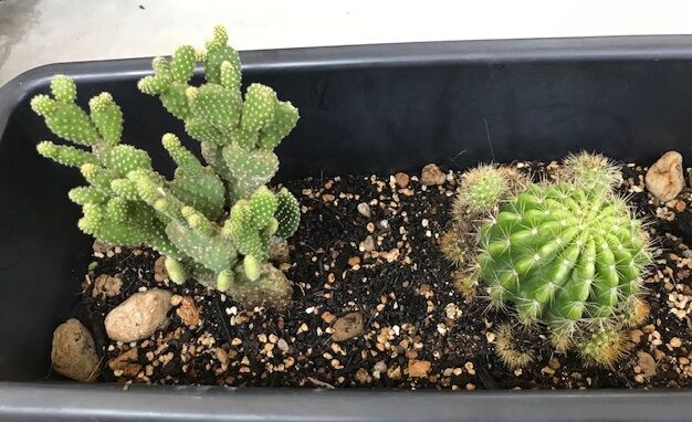 雑記 サボテン ヒカダマ の花が咲いた どろろんの花騎士ブロマガ