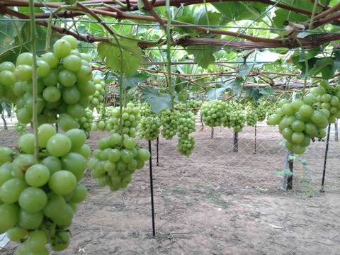 Compress_20251030_204557_7356