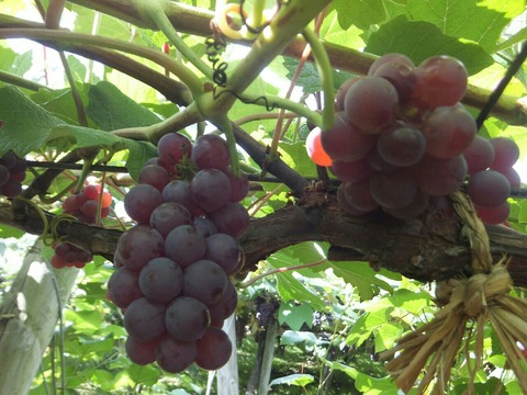 2019_0908_10383900-1280x960