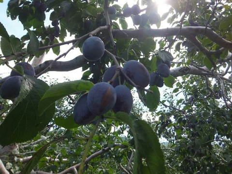 2019_0908_10130500-1280x960