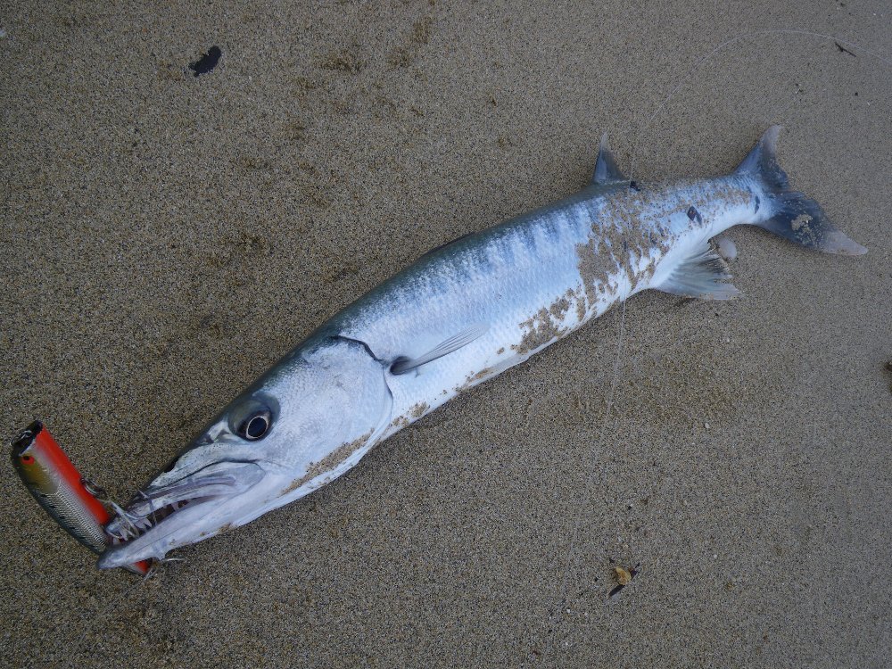 オニカマス釣れました Shinの釣り日記 茅ヶ崎編