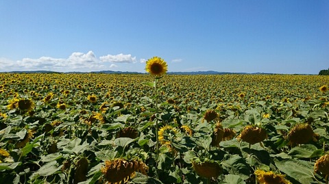 ひまわり