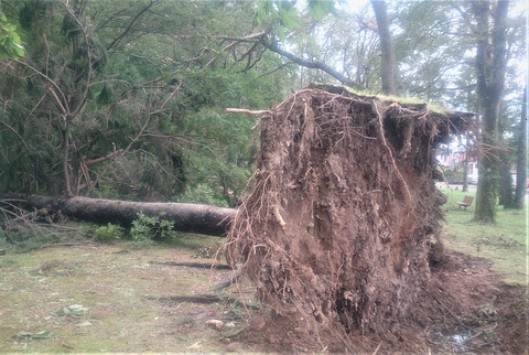 胆振東部地震倒木DSC_1503